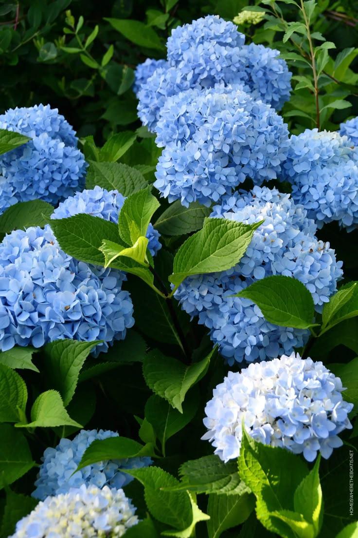 Secret Garden: Enchanted Flora Medley