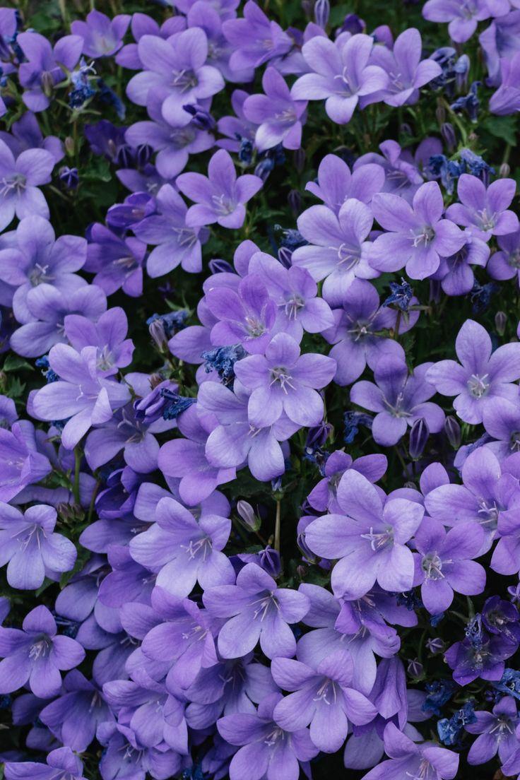 Dreamweaver's Delight: Ethereal Blossom Mix